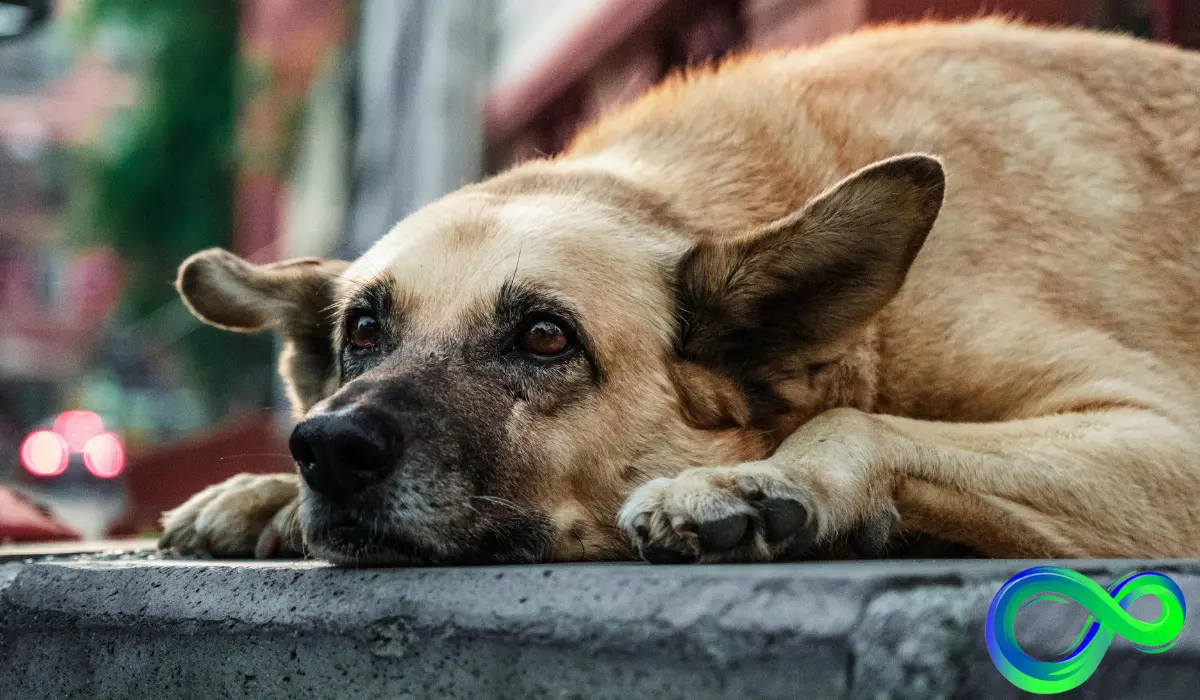 175-dogs-rescue-from-hoarders-in-mississippi-2011