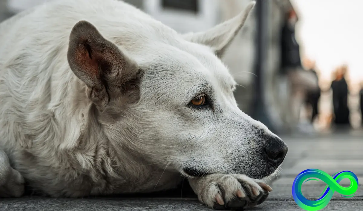 175-dogs-rescue-from-hoarders-in-mississippi-2011