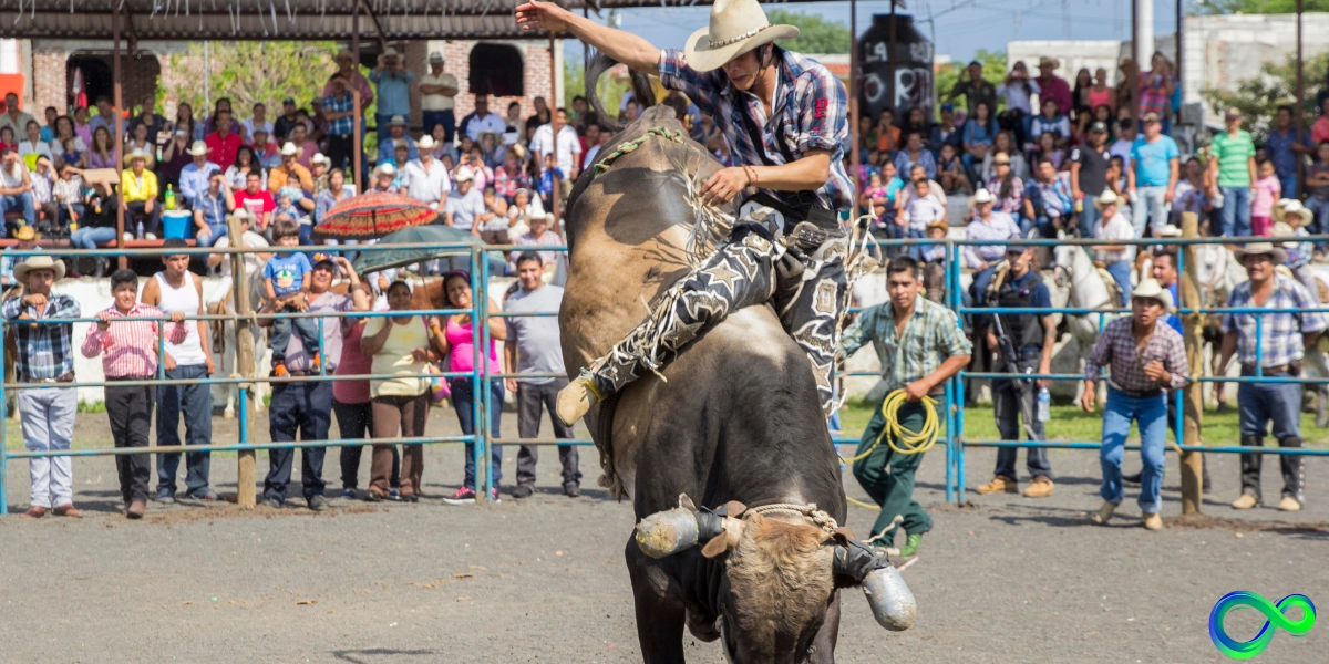 rican-riding-bulls-smash-beautiful-cows-vol-2